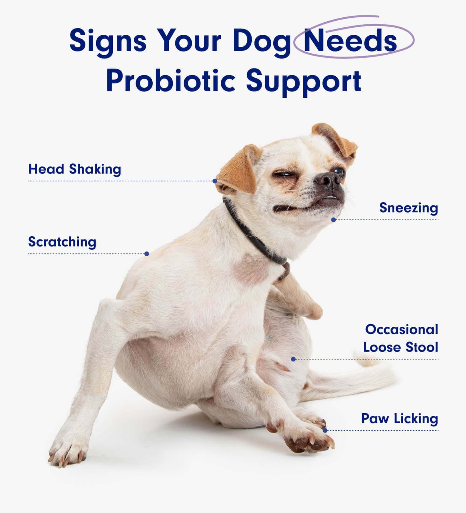 Illustration of Probiotic Supplements For Dogs With Allergies