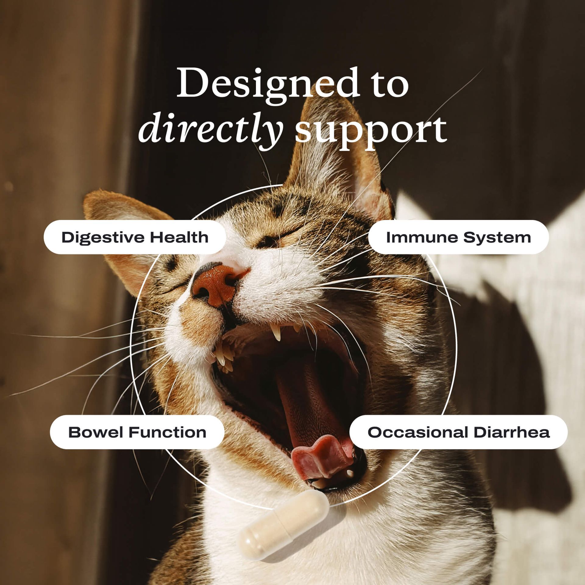Image showcasing PetLabCo. Probiotics for Cats – Digestive & Gut Health Support