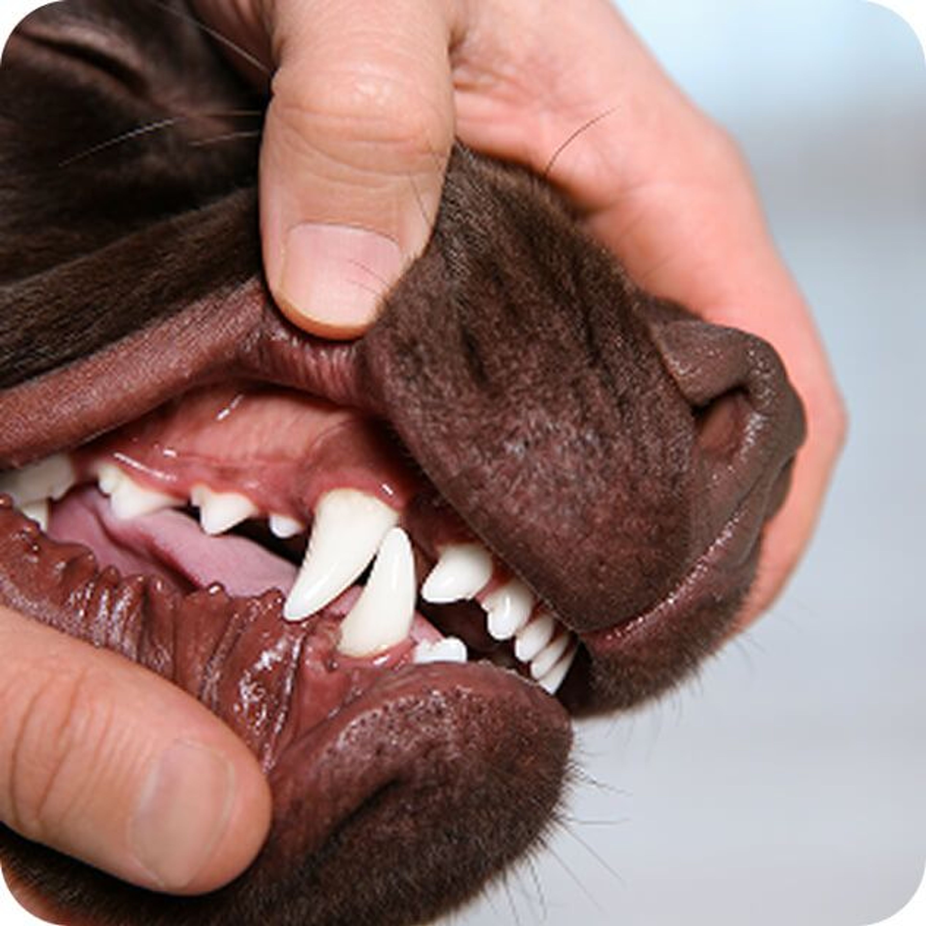 Supports Healthy Gums