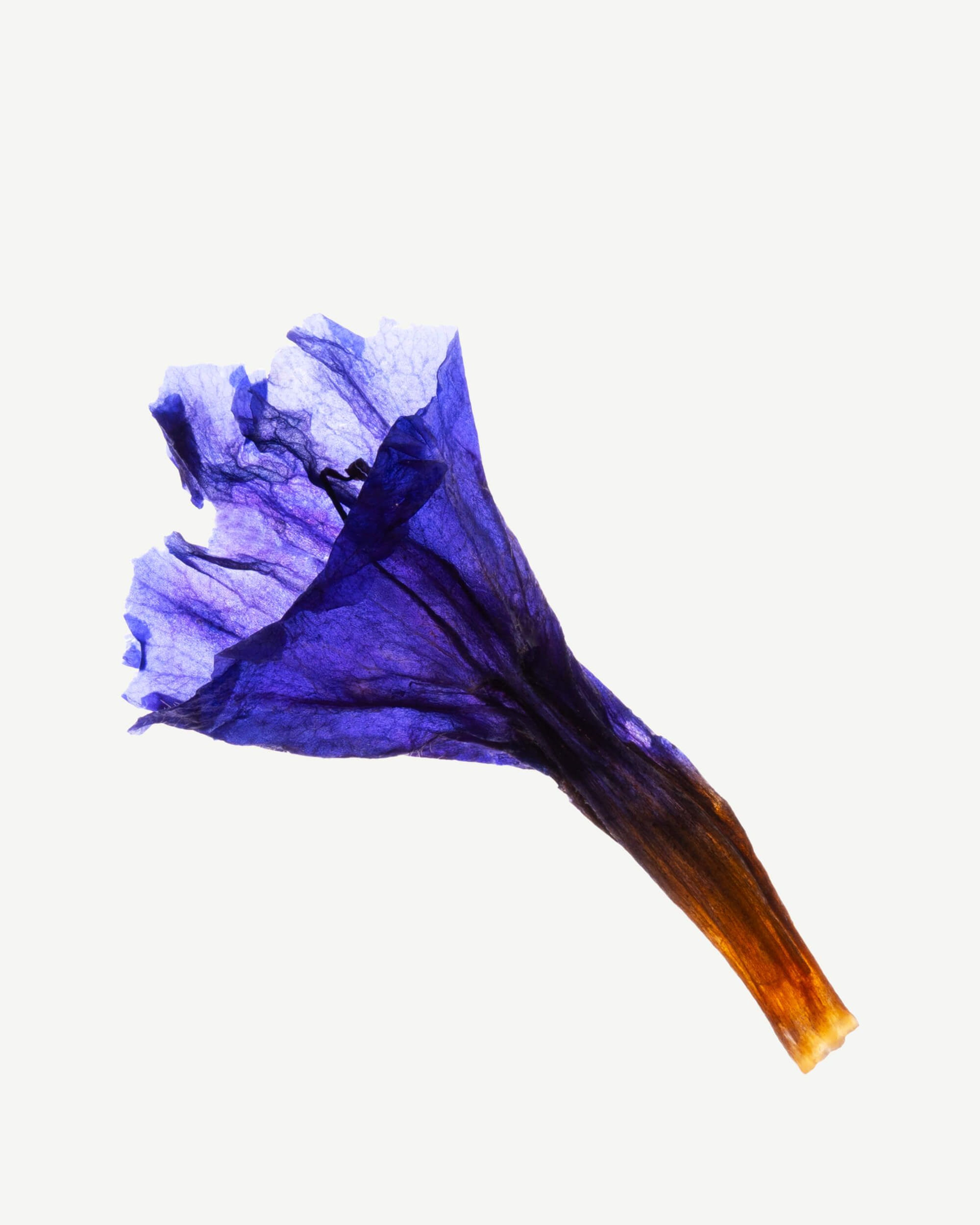 Huile de graines de bourrache (graine de Borago officinalis)