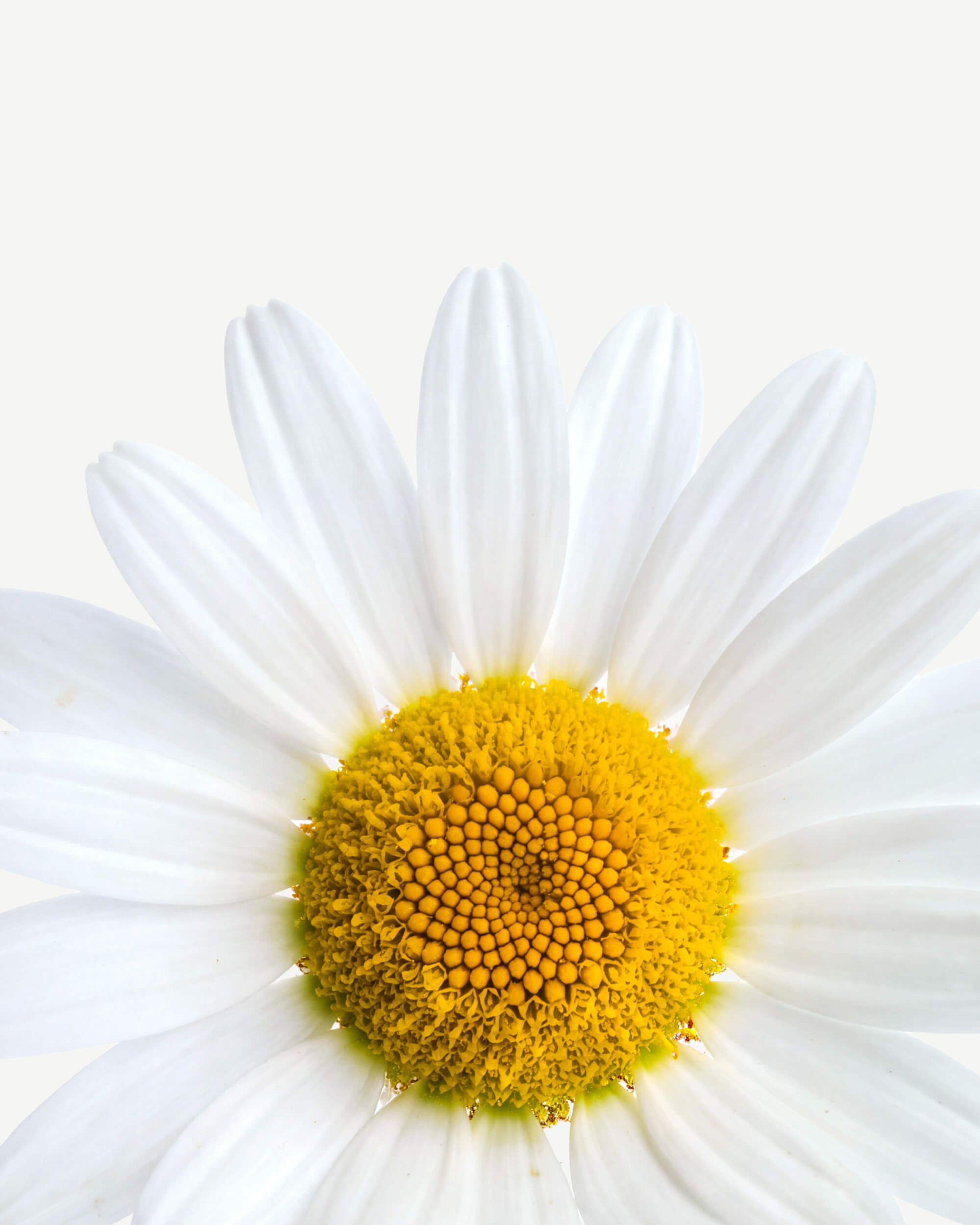 Chamomile