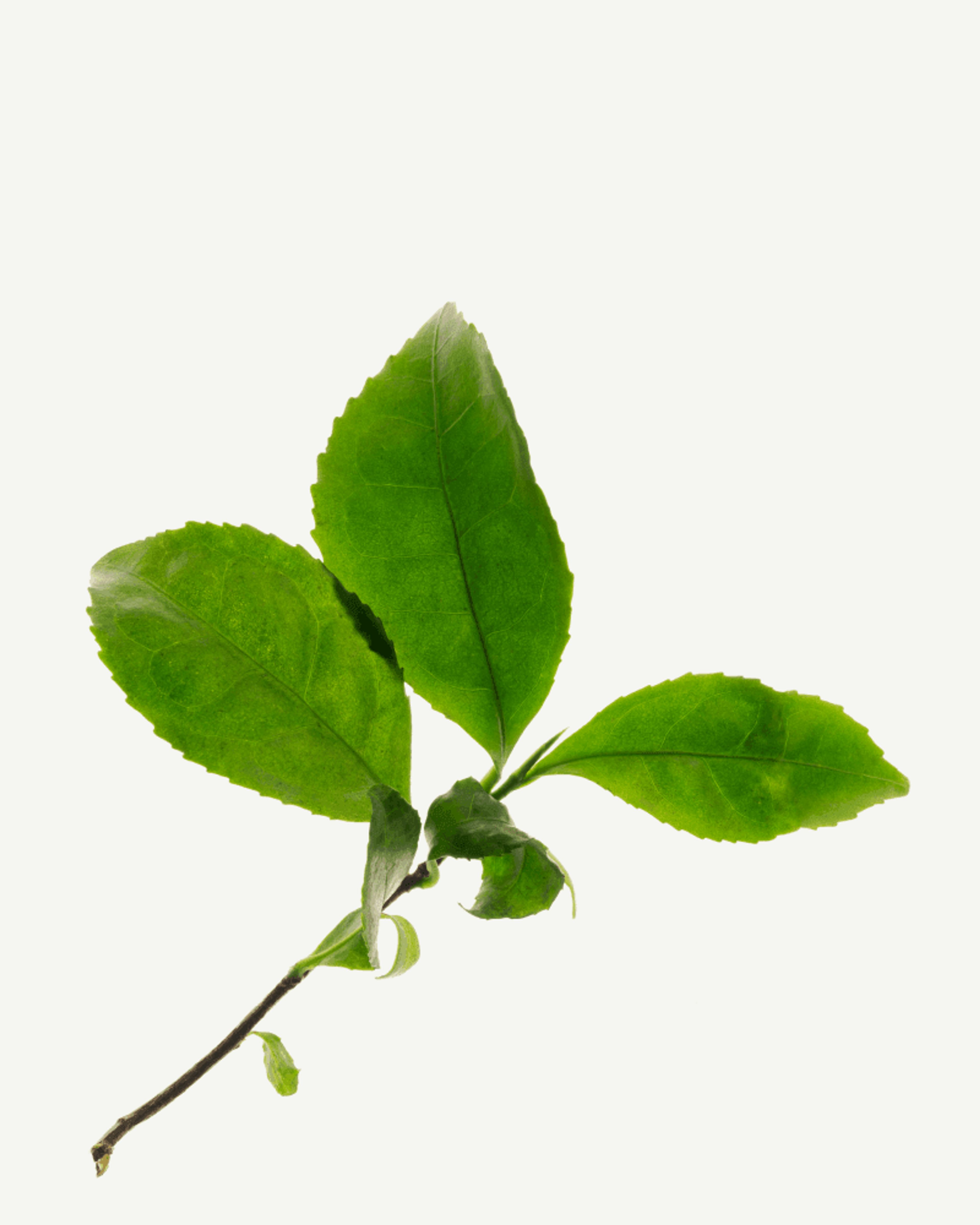 Green Tea (Decaffeinated)