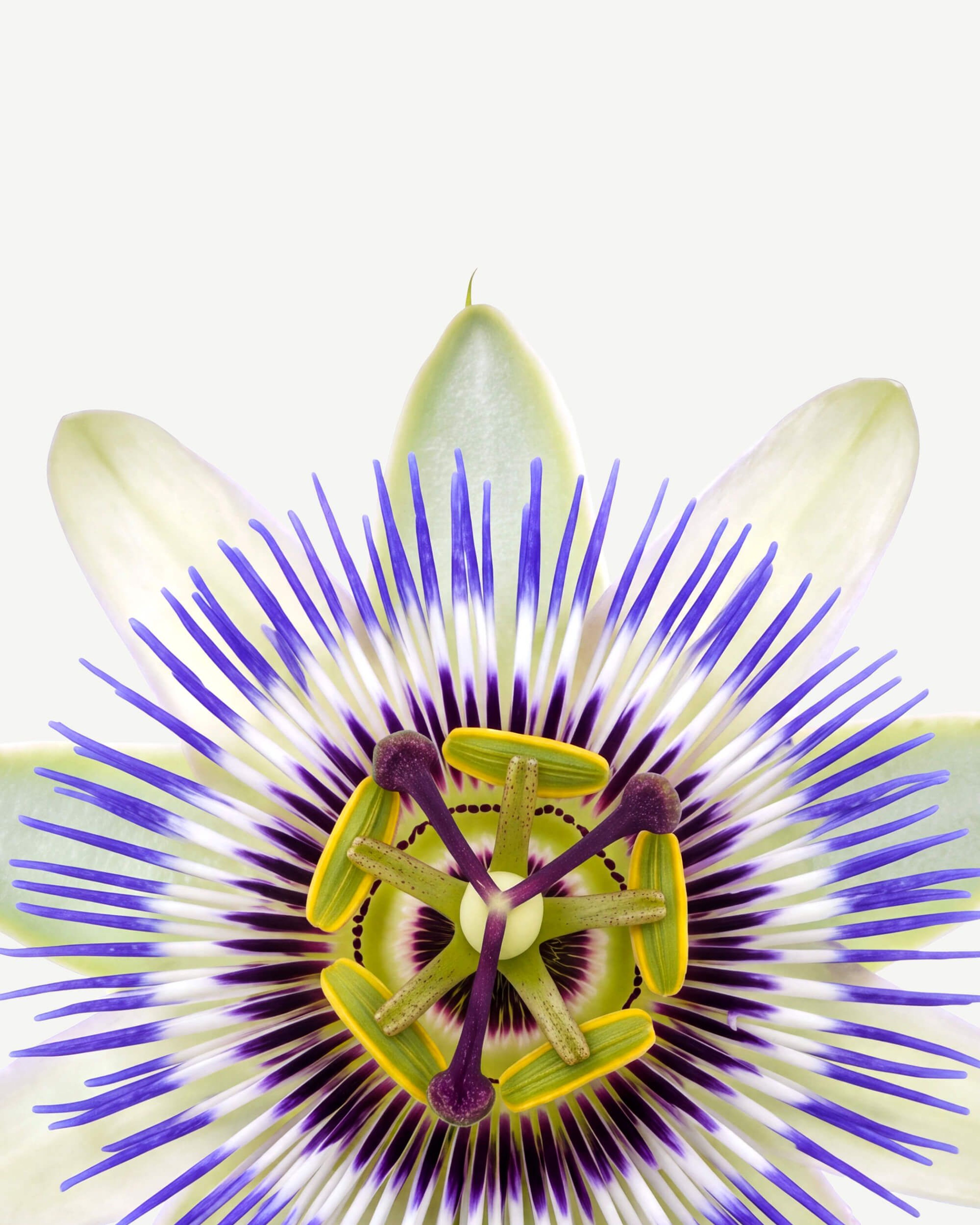 Passion Flower