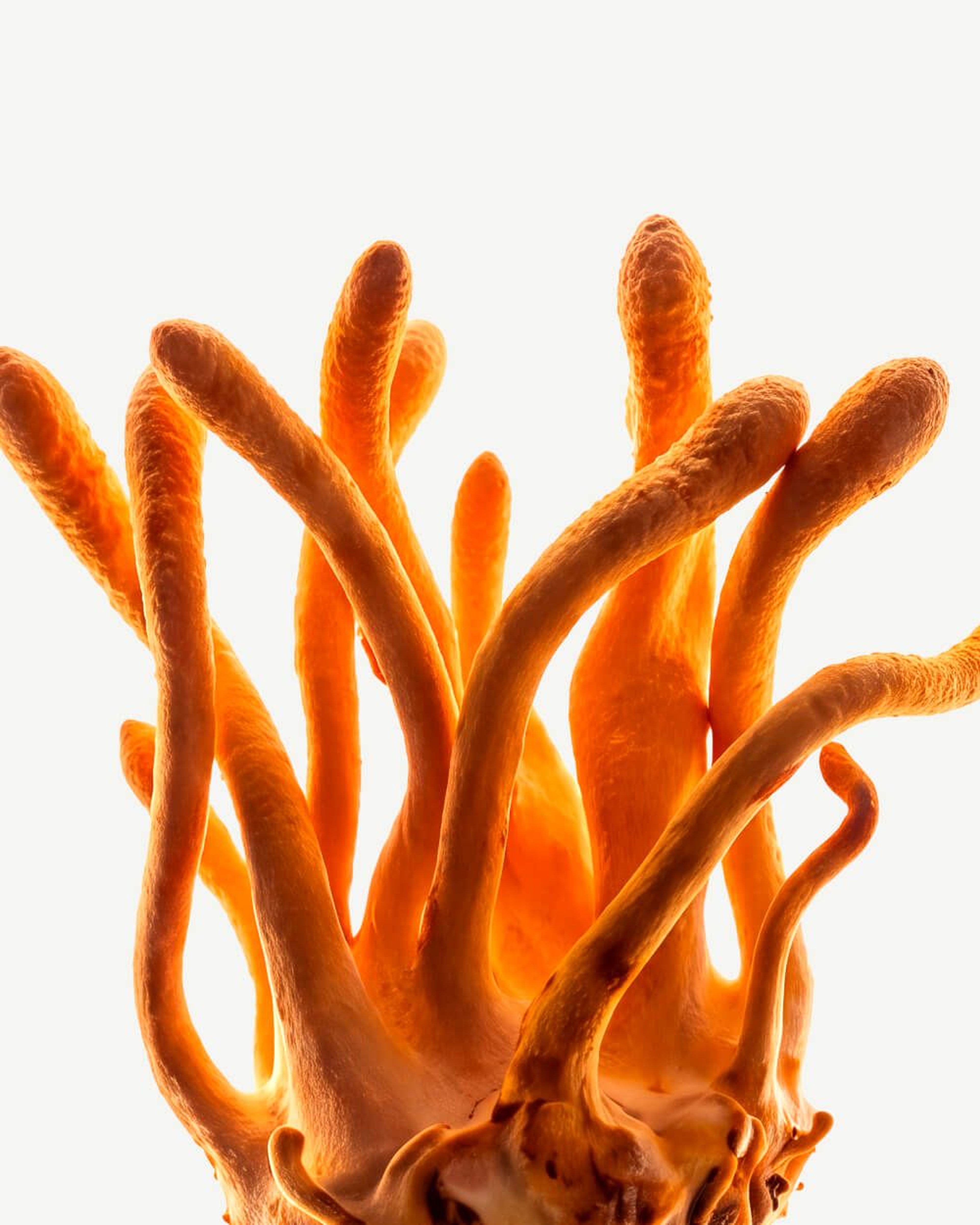 Cordyceps