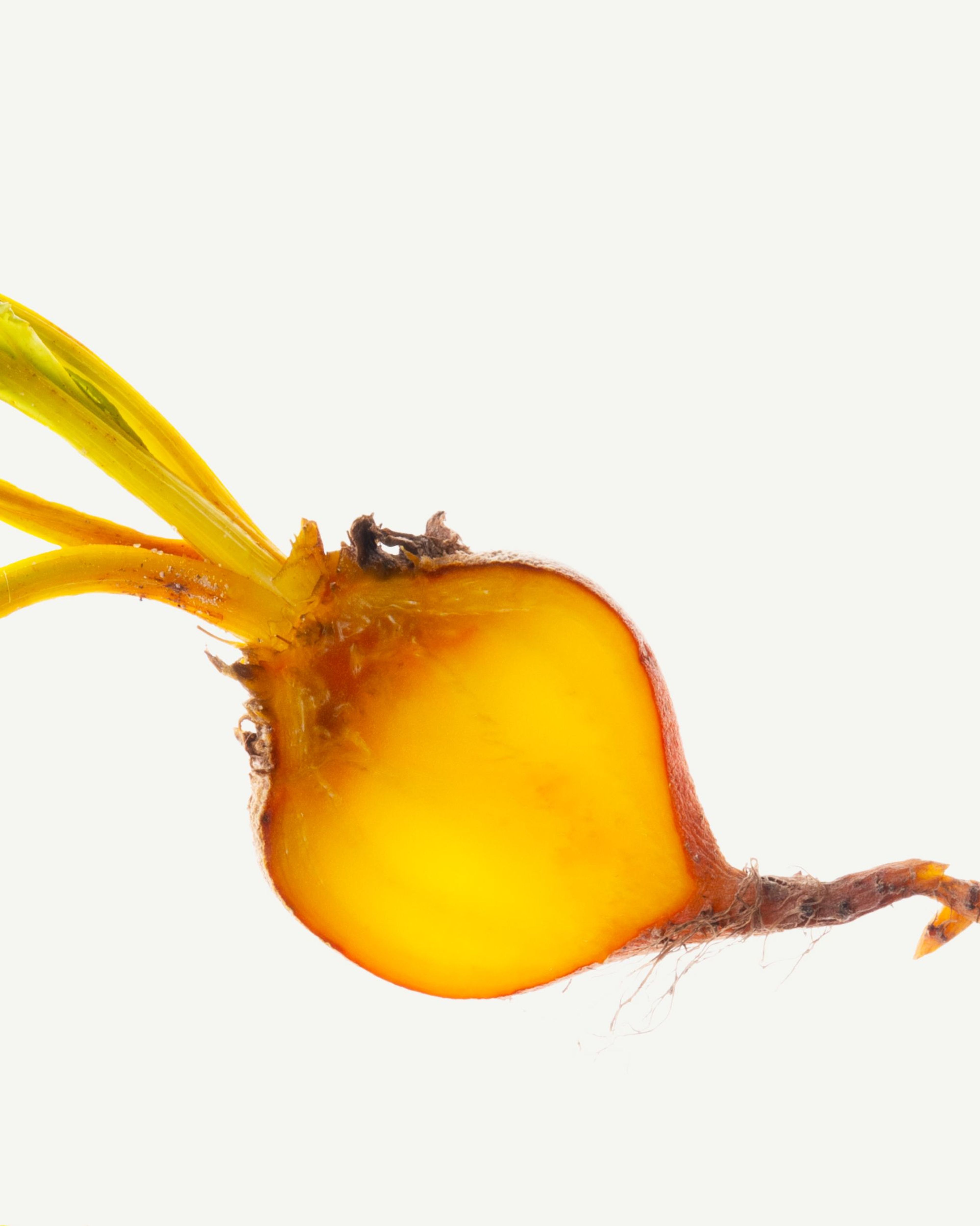 Fructooligosaccharides (FOS)