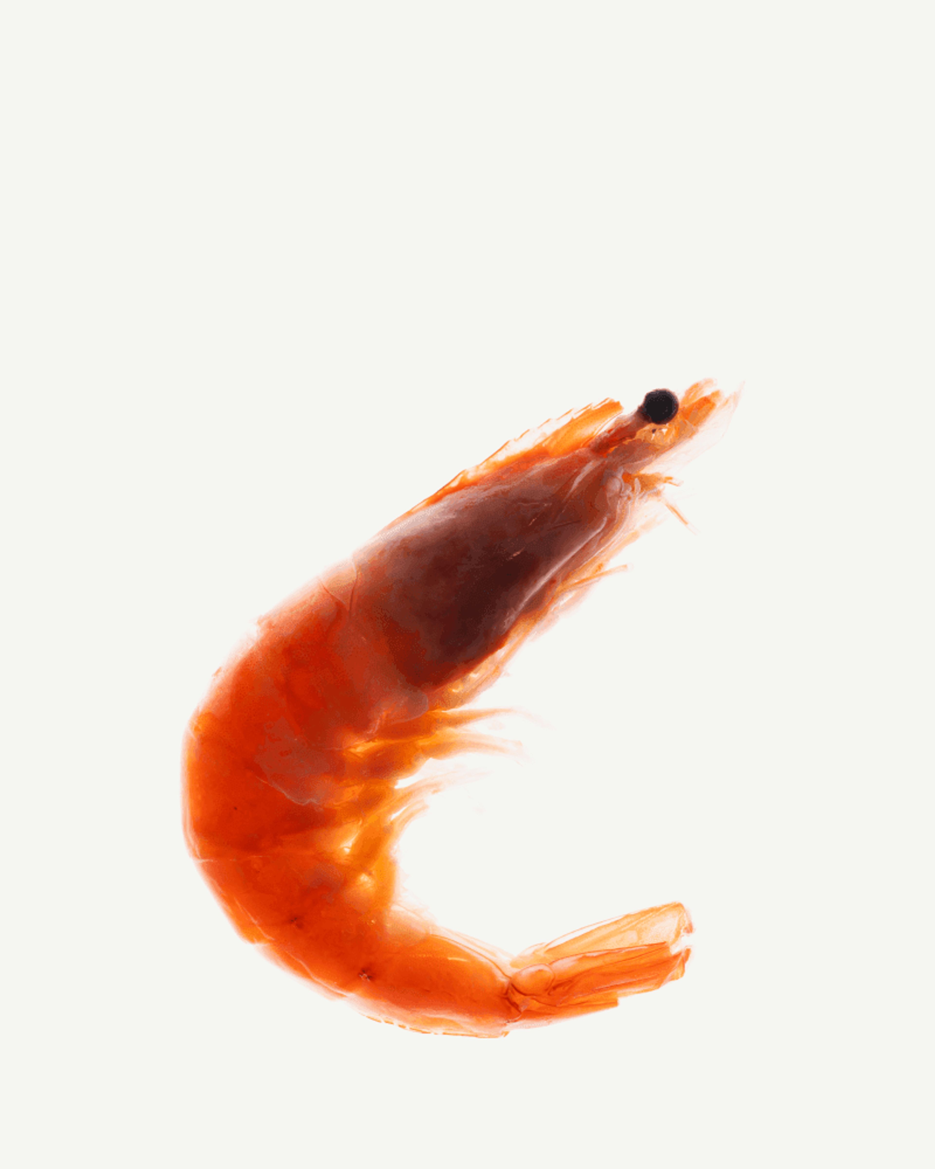 Chlorhydrate de glucosamine (d’exosquelette de crabe et de crevette)