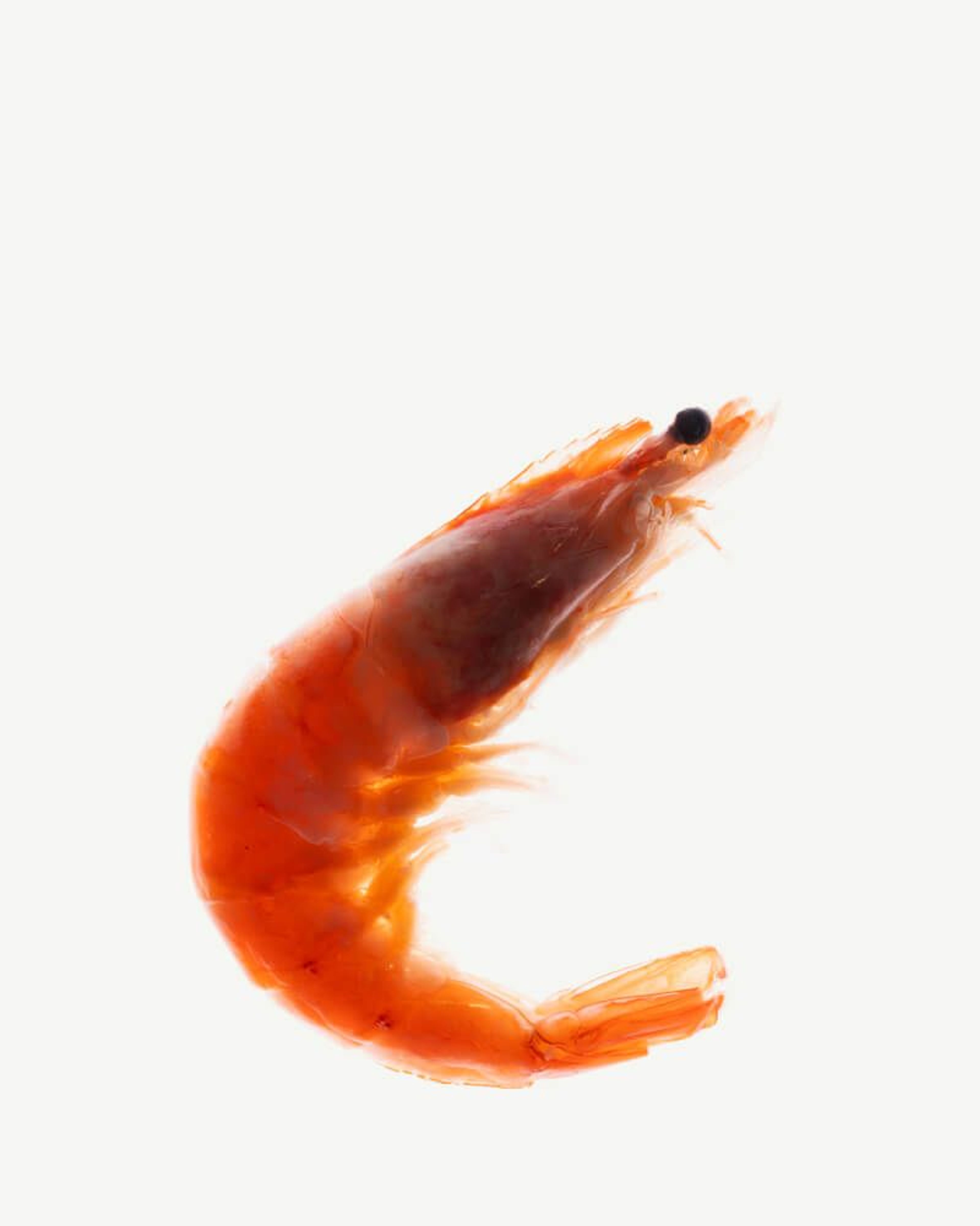 Glucosamine HCl (Crawfish)
