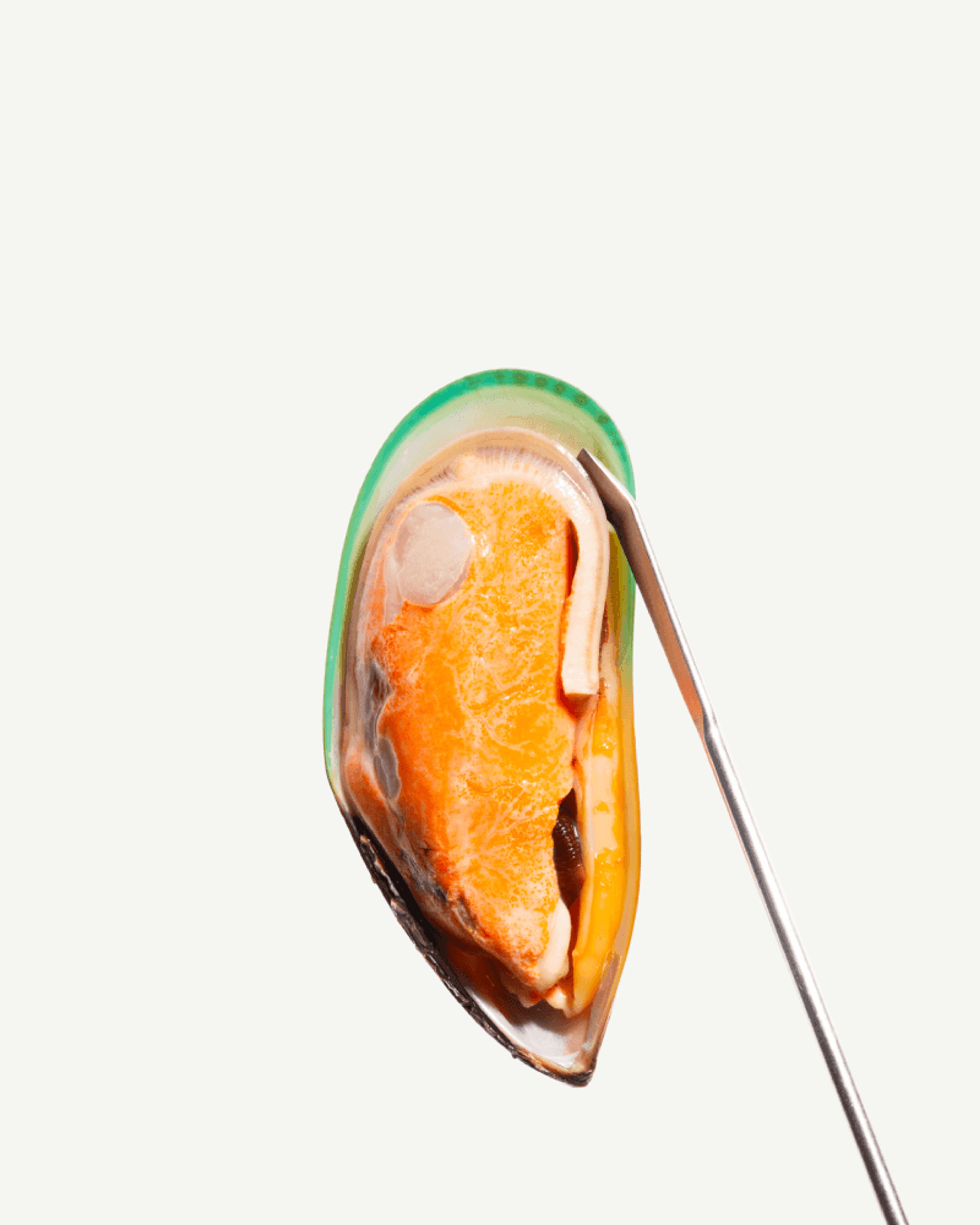 Moule verte (Perna canaliculus)