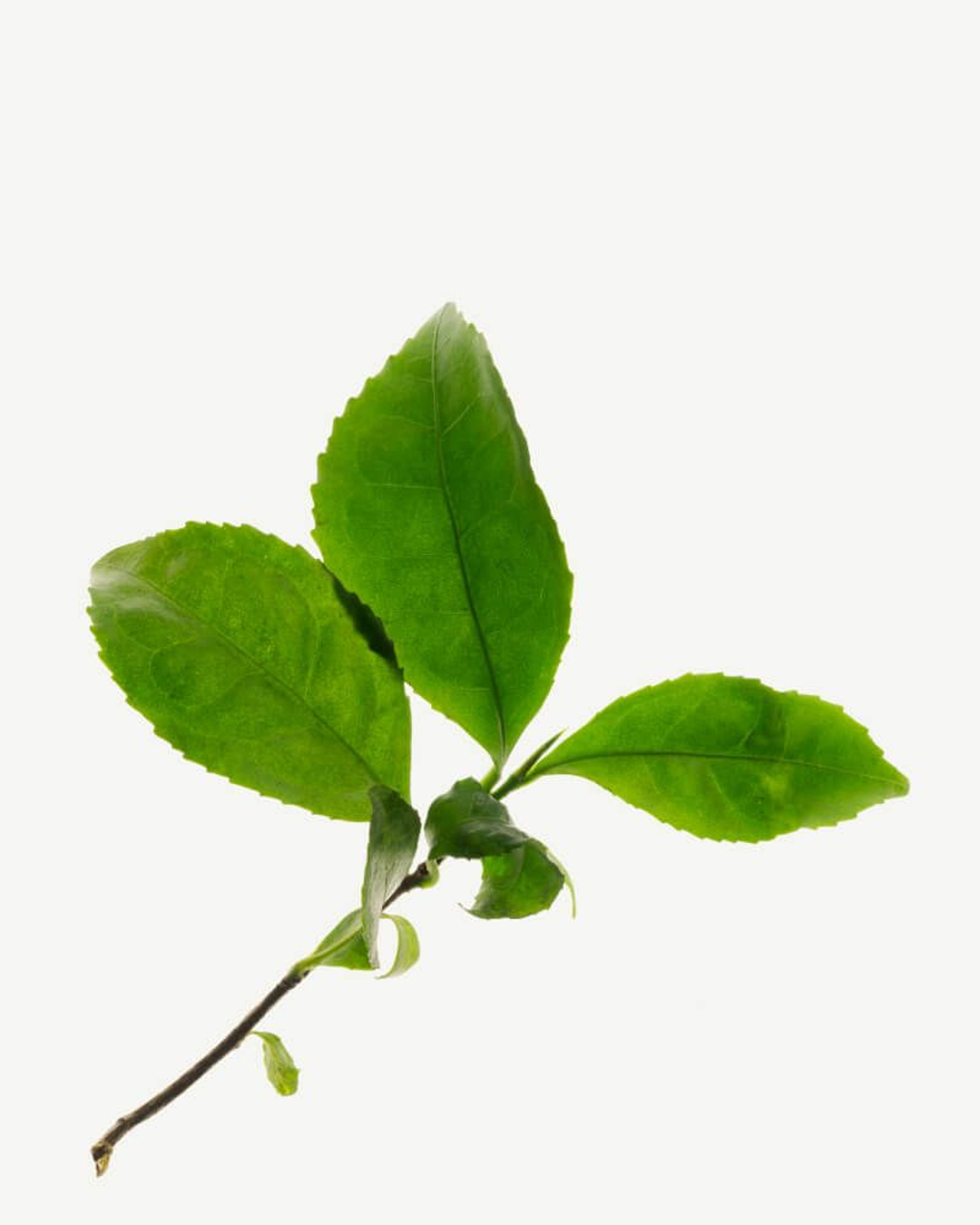 Green Tea Leaf Extract (Camellia sinensis)