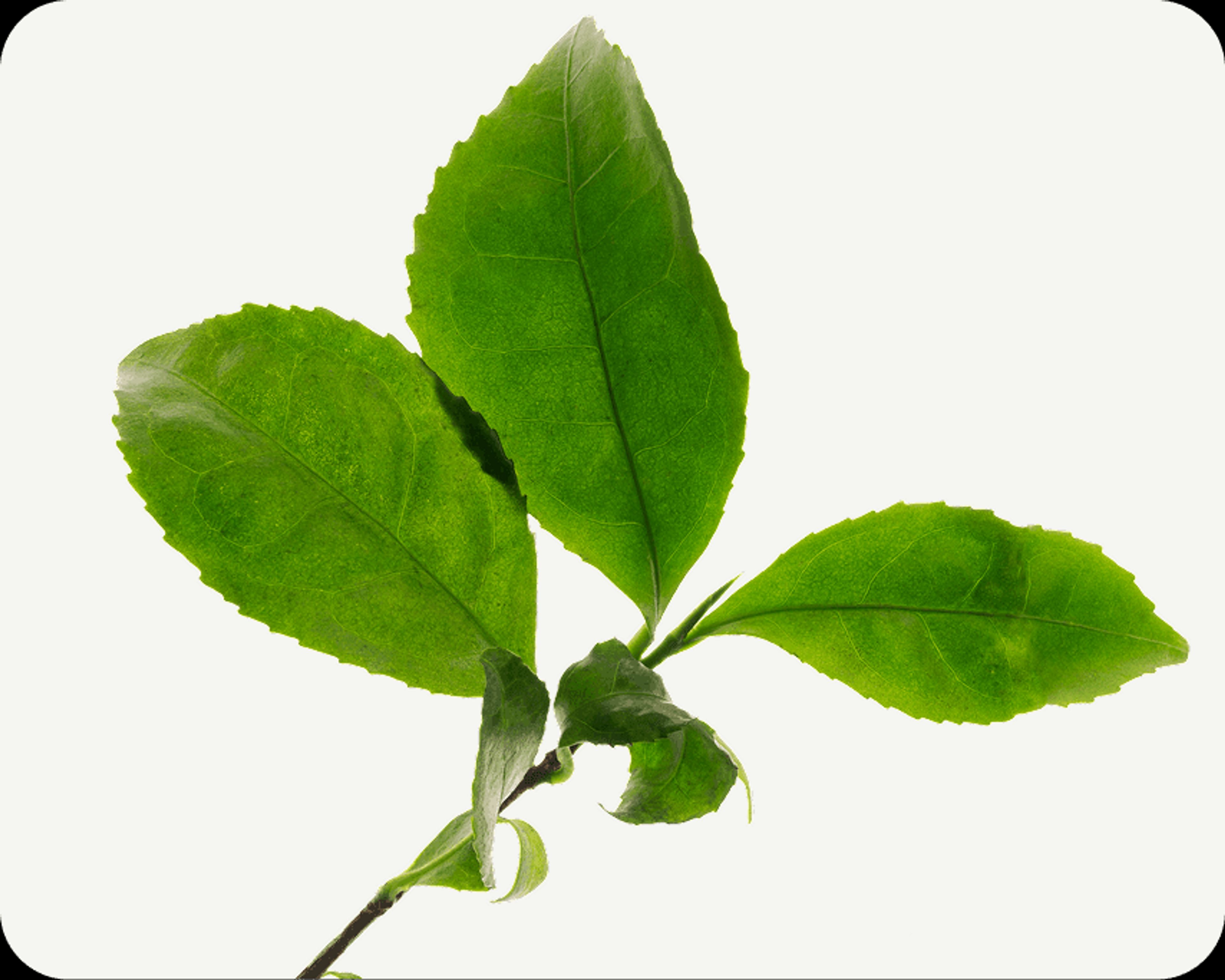 Green Tea (Decaffeinated)