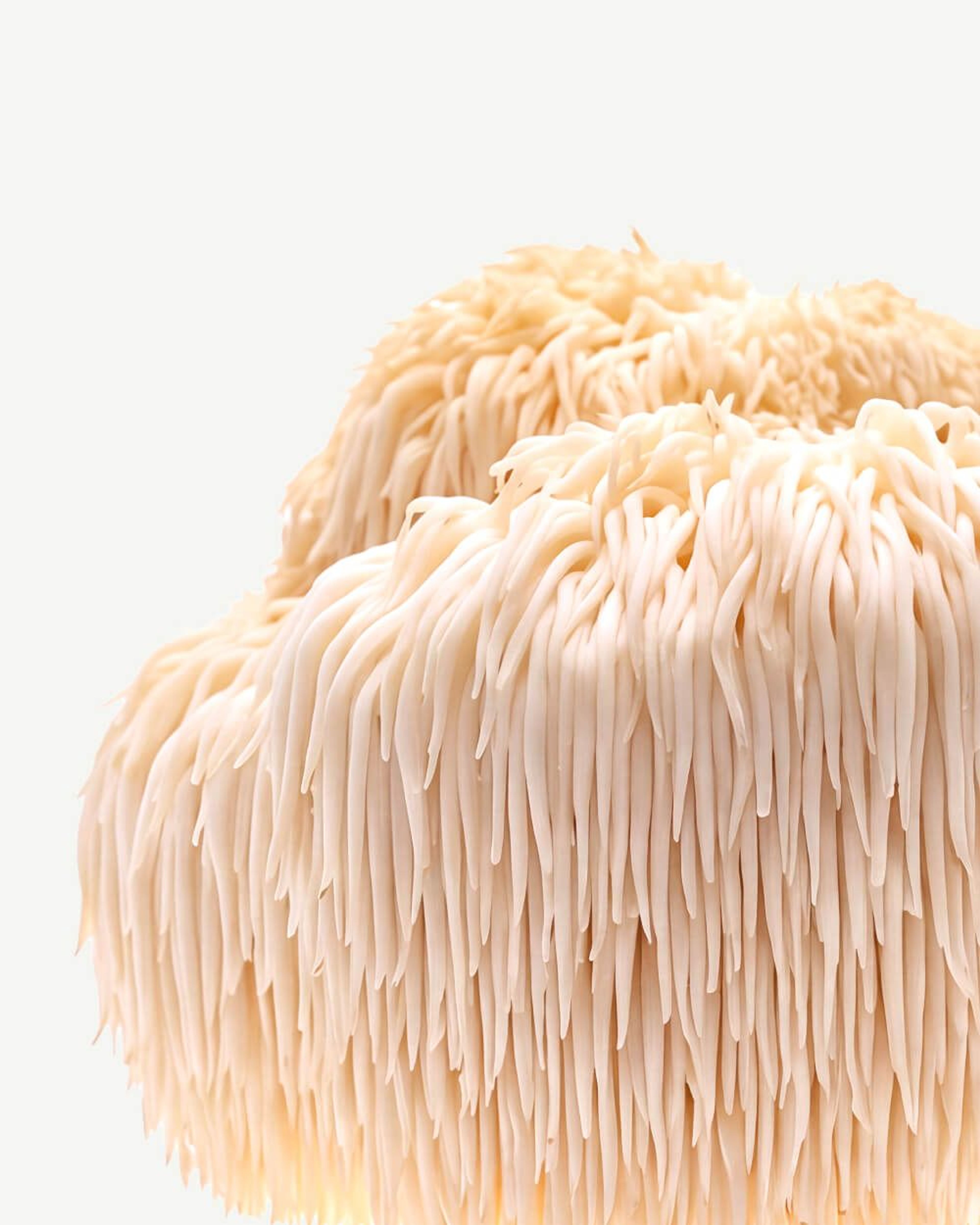 Lion’s Mane