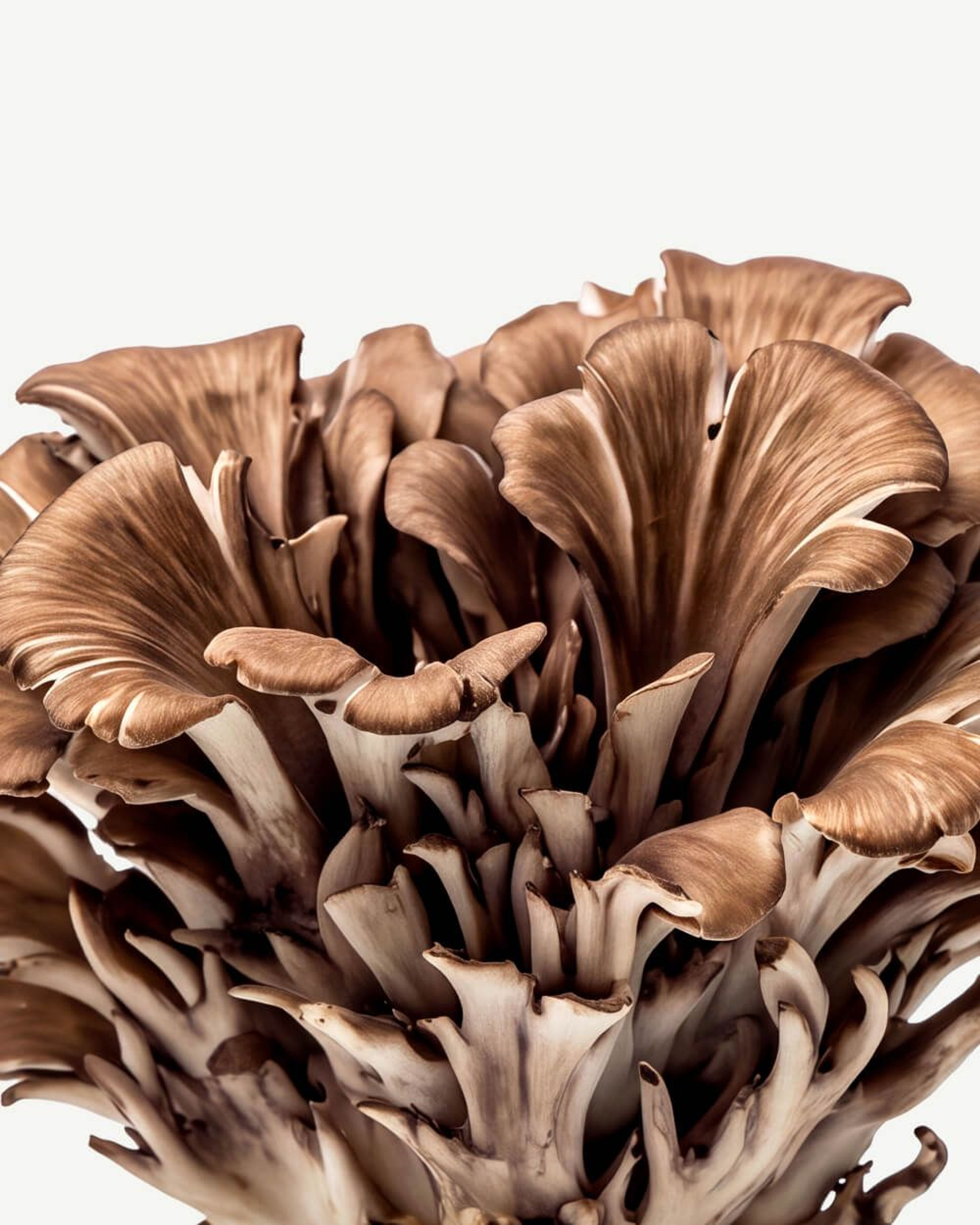 Maitake