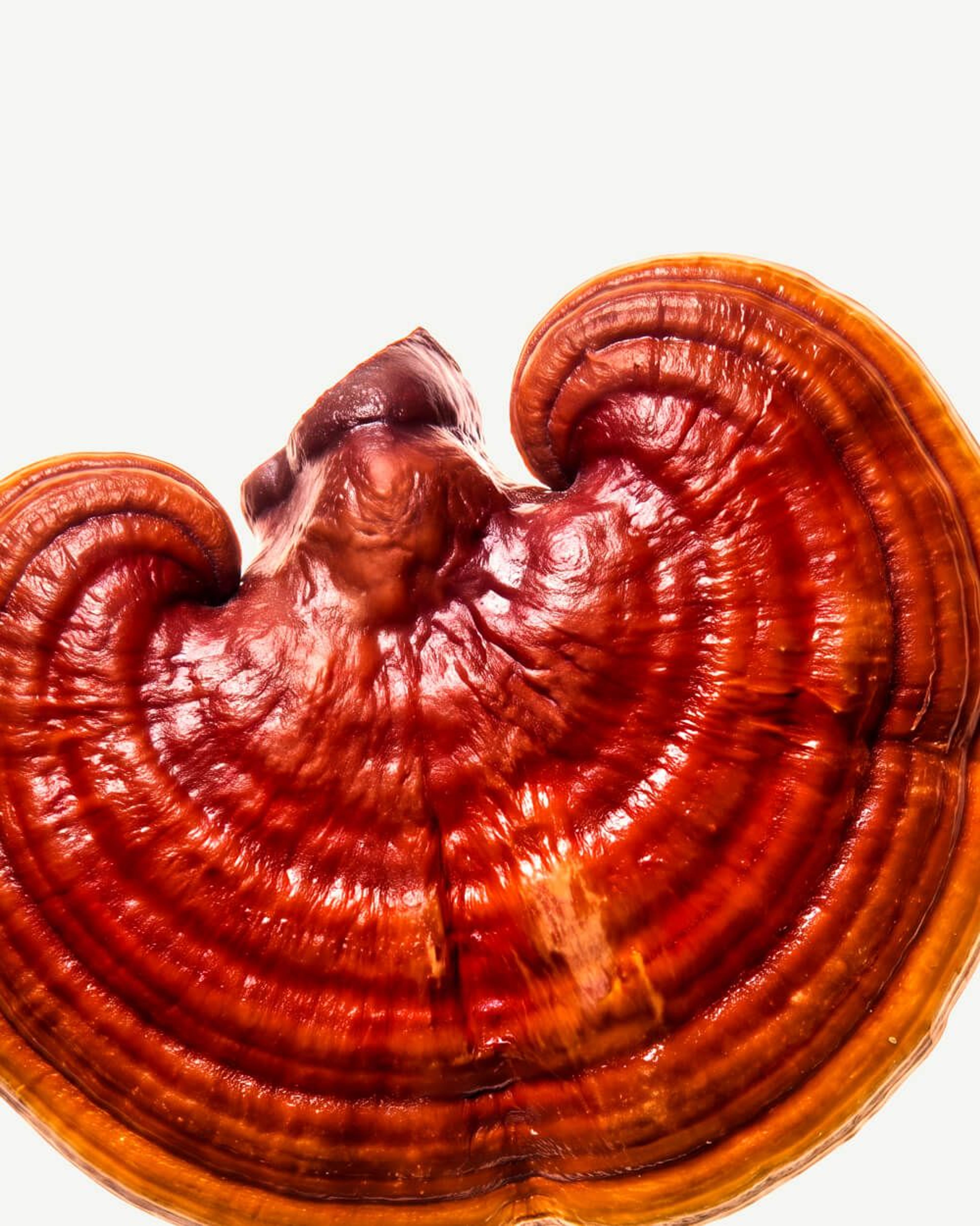 Reishi