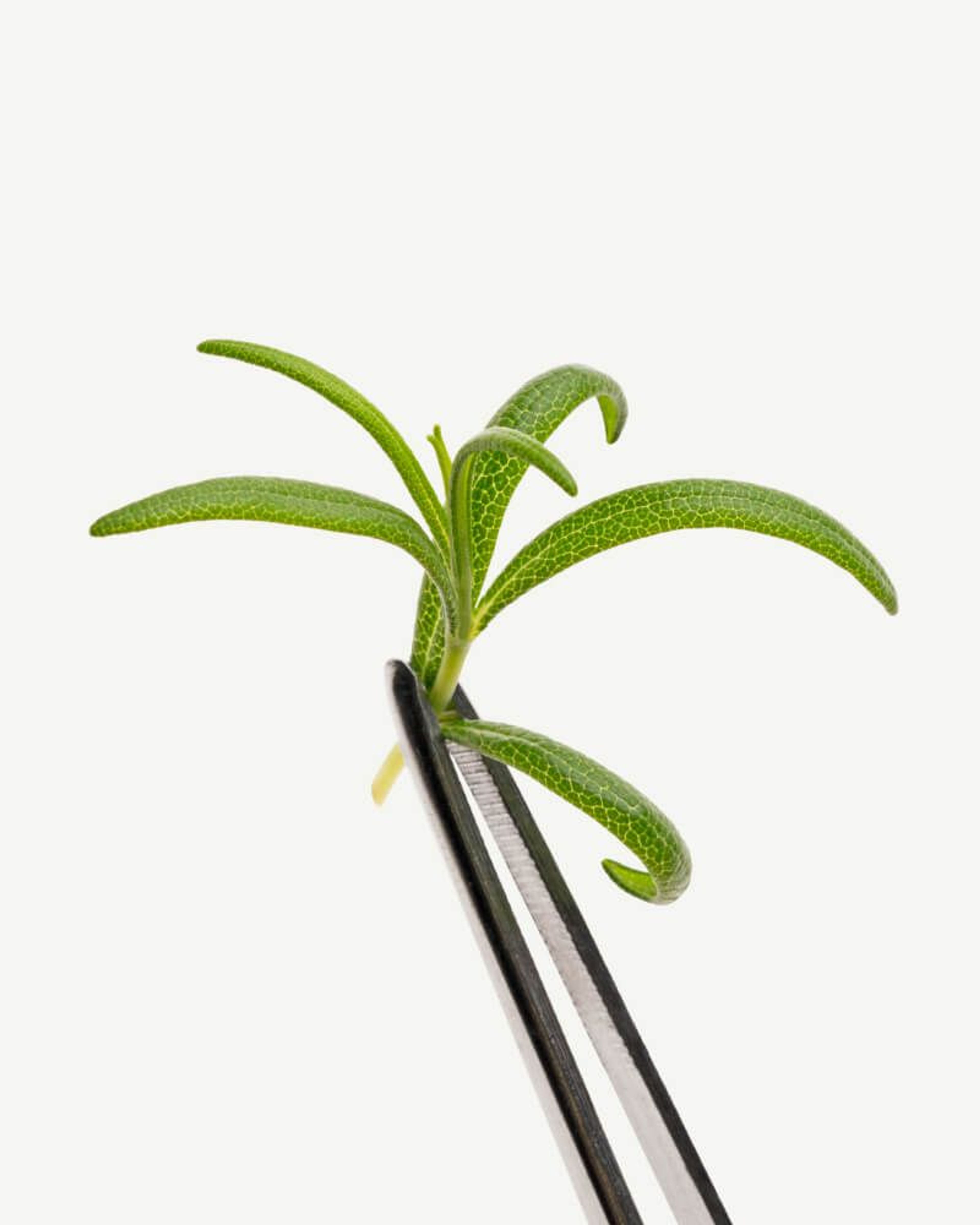 Rosemary Leaf Extract (Rosmarinus officinalis)