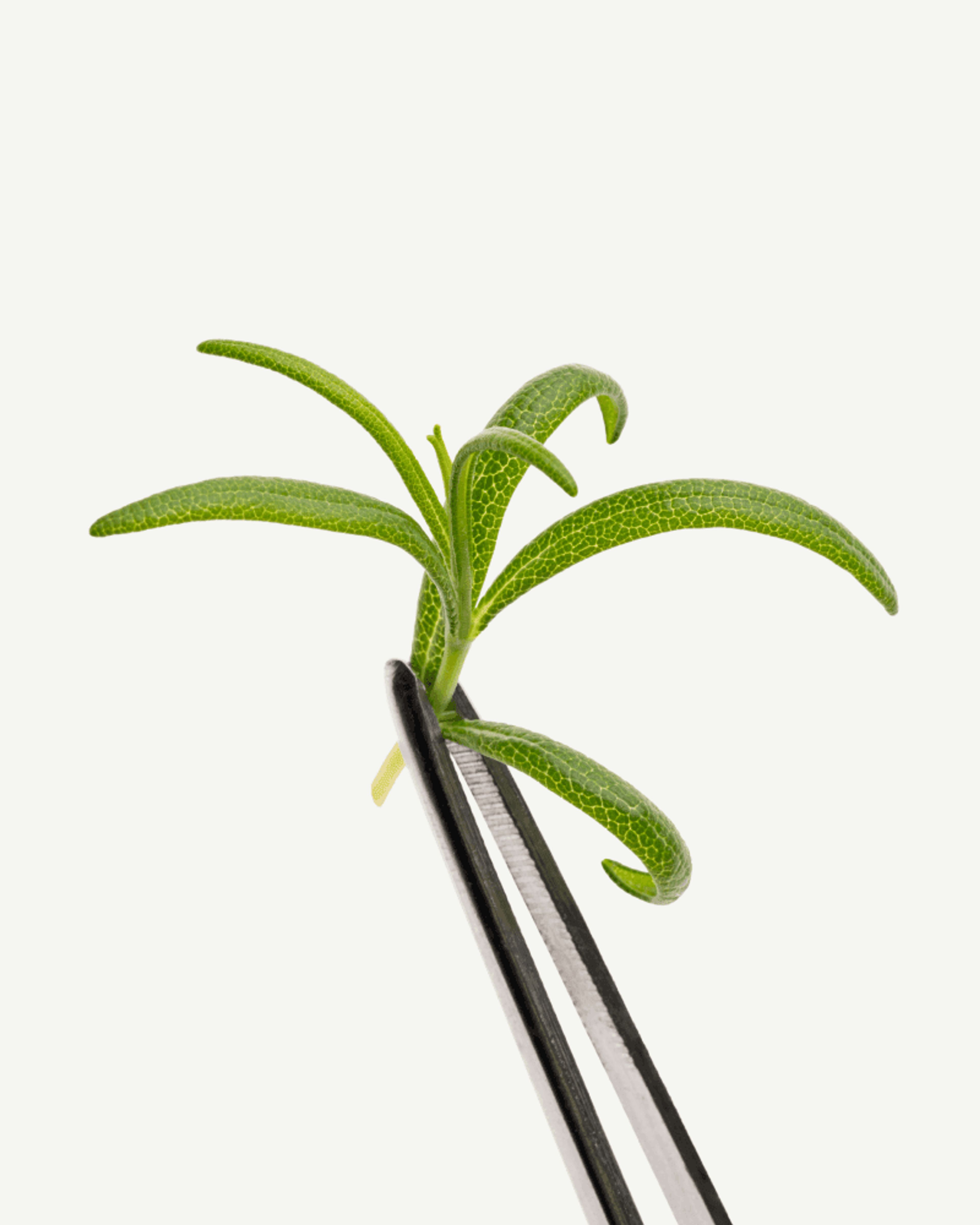 Extrait de feuilles de romarin