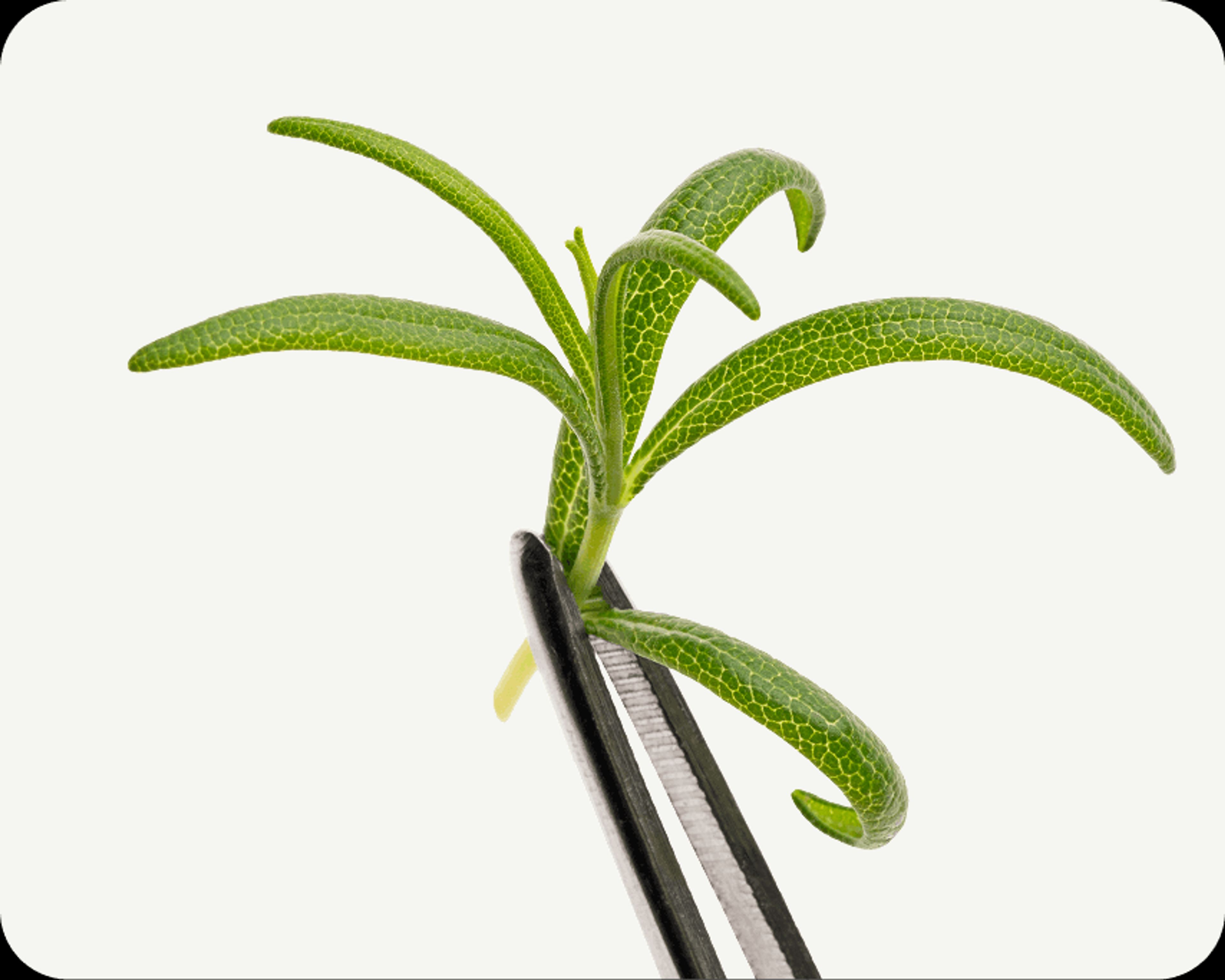 Rosemary Leaf Extract