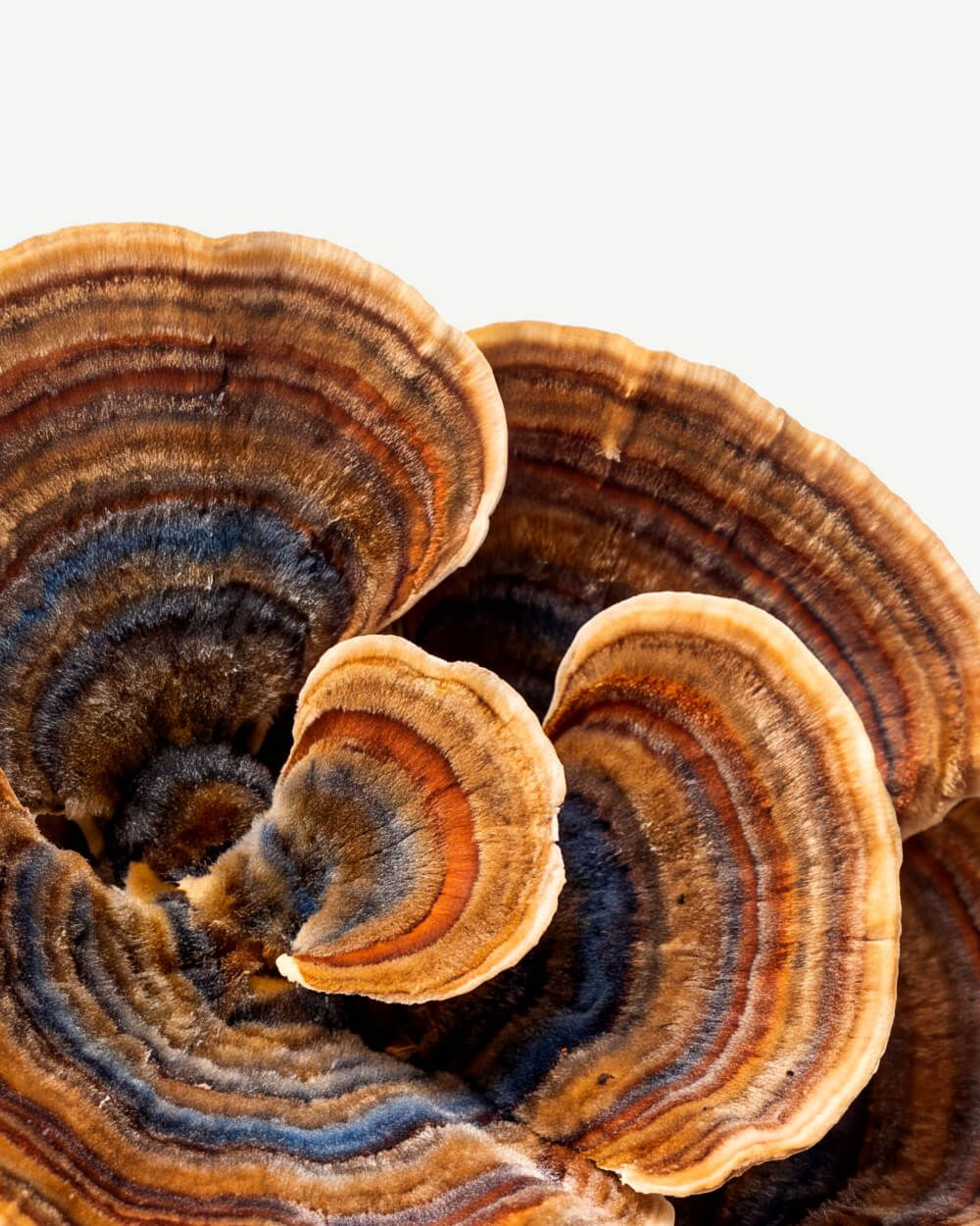Turkey Tail