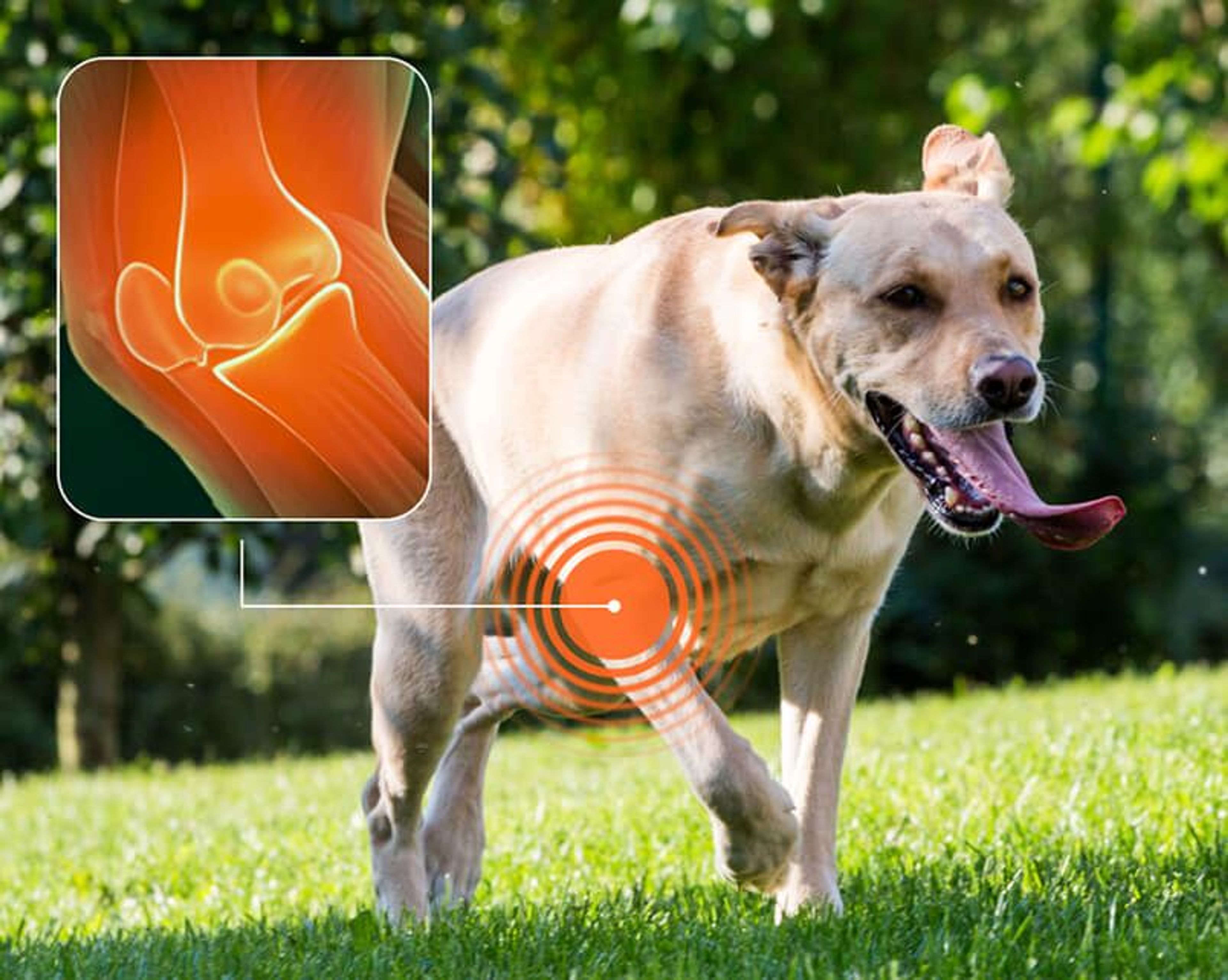 The real reason your dog is slowing down