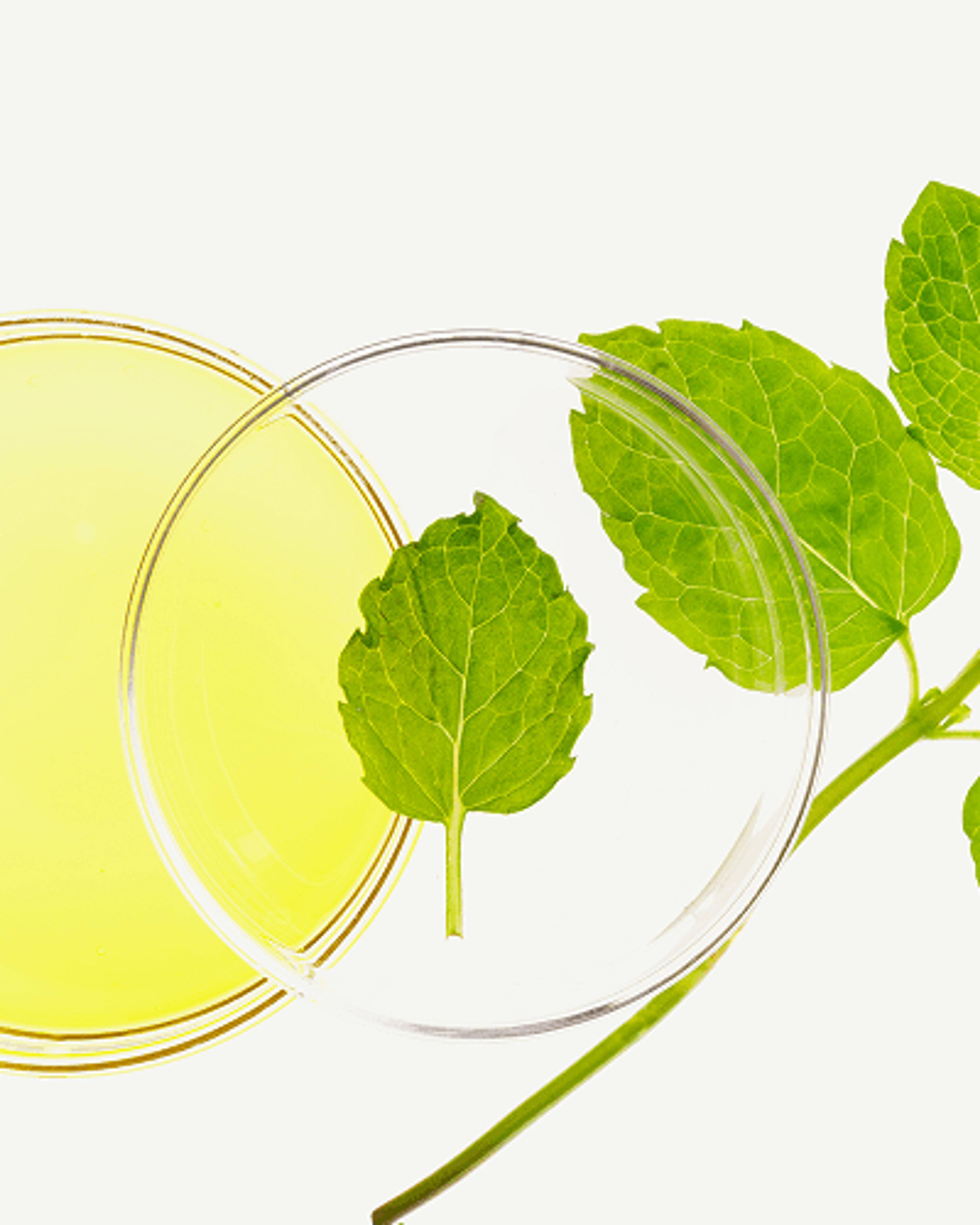 Huile de menthe poivrée