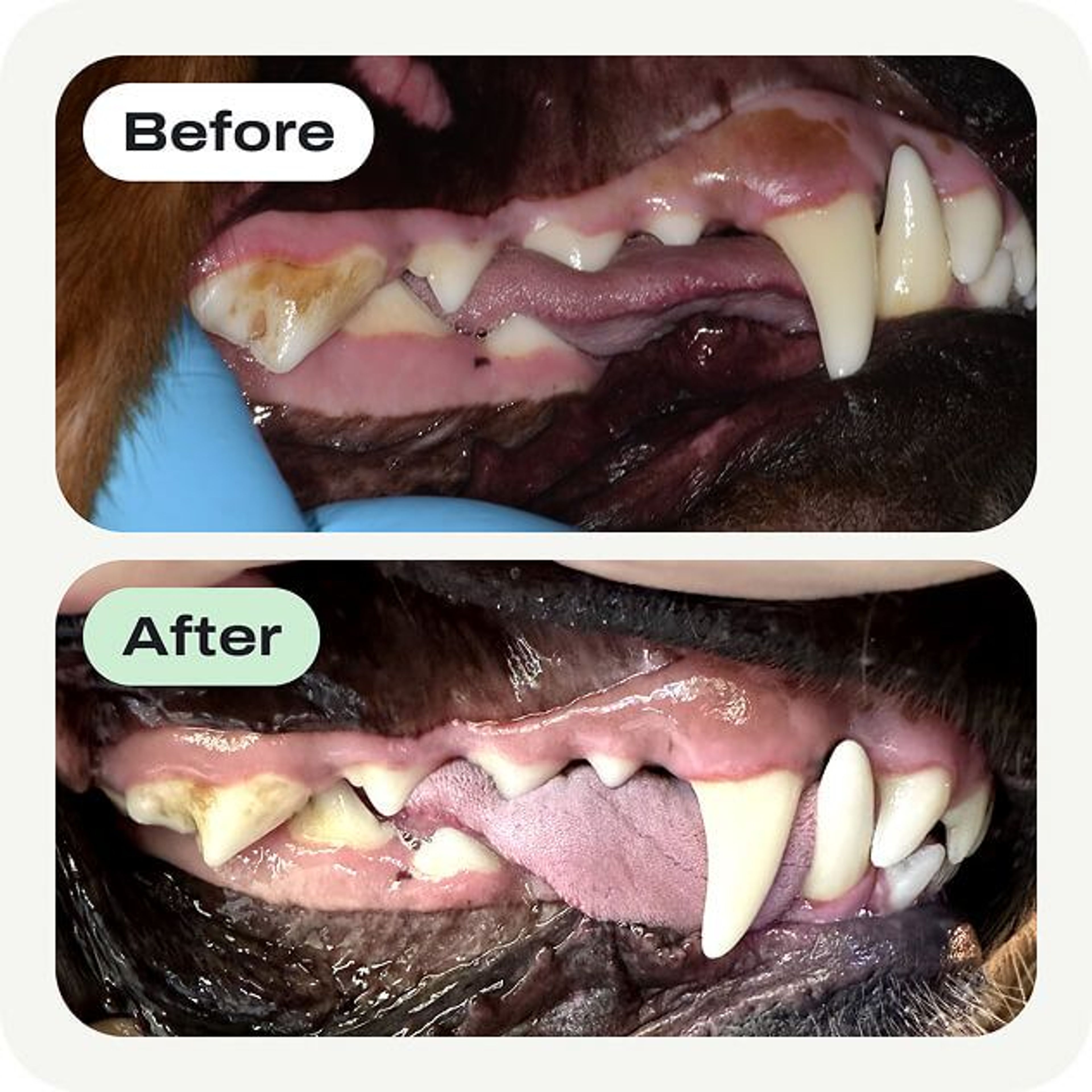 Less Plaque Buildup In 90 Days