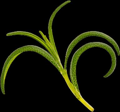 Rosemary Extract
