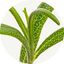 Rosemary