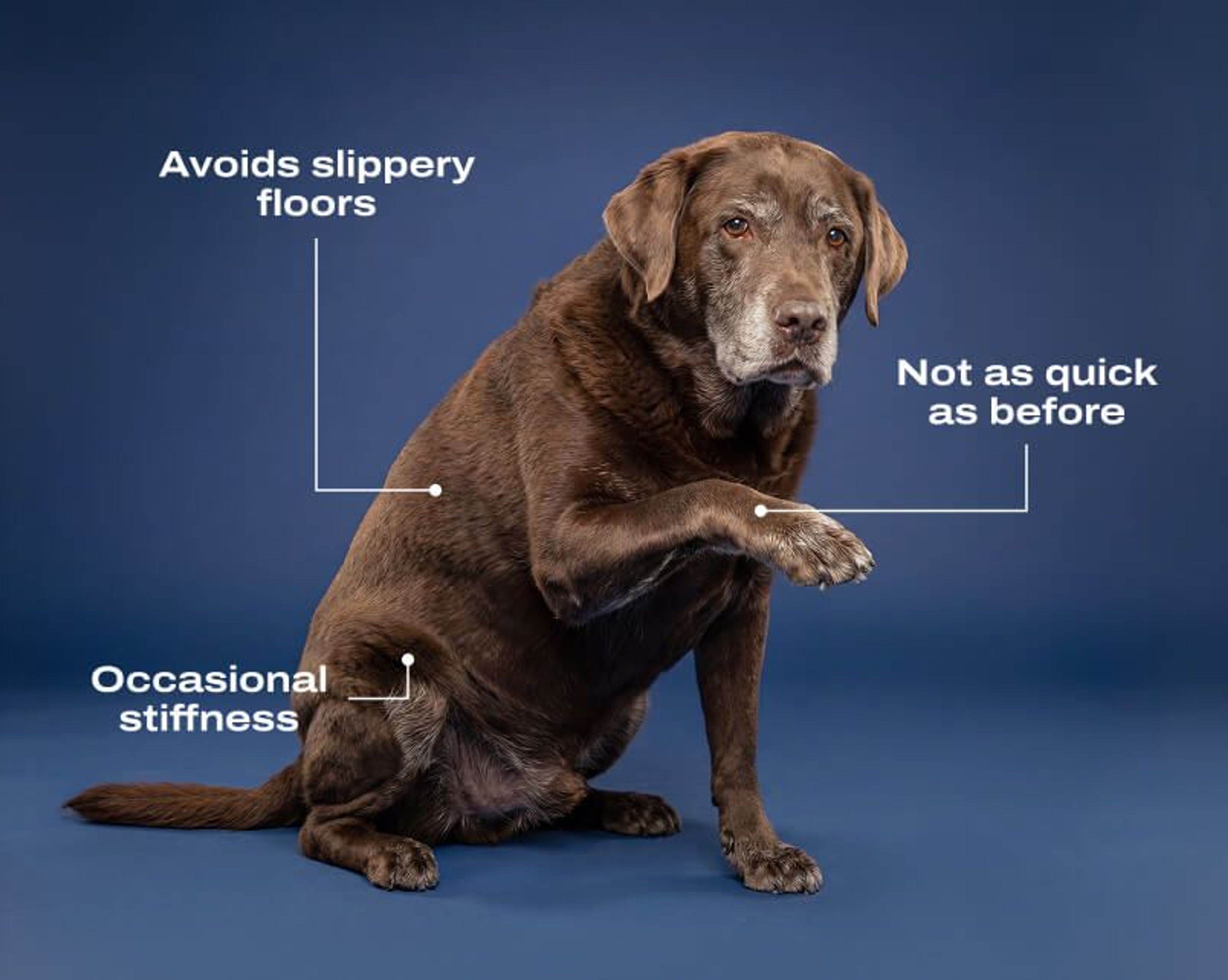 Inflammatory Response