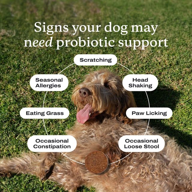 What Probiotic Chews target