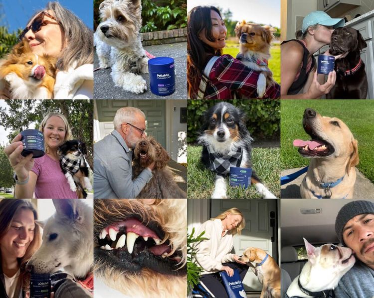 Grid of customer photos with their dogs