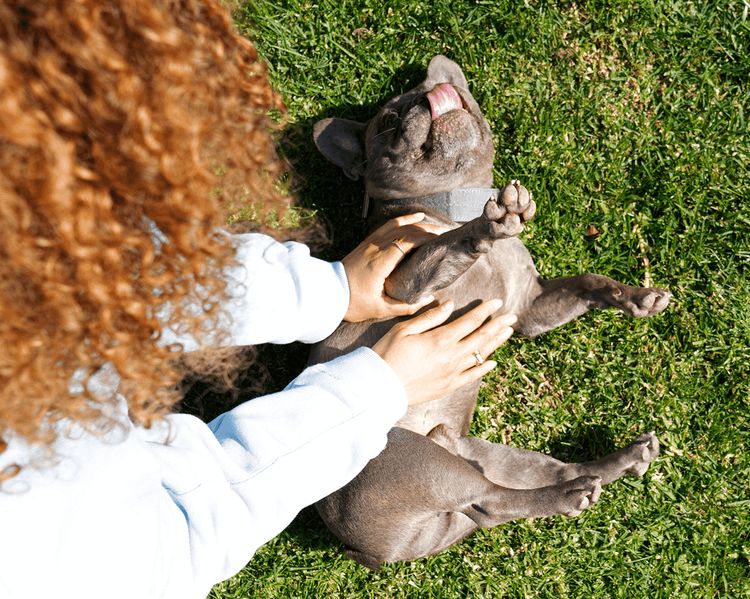 Dog relaxing on grass